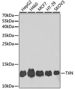 Western blot - TXN antibody (A14793)