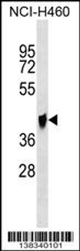 Western blot analysis in NCI-H460 cell line lysates (35ug/lane).