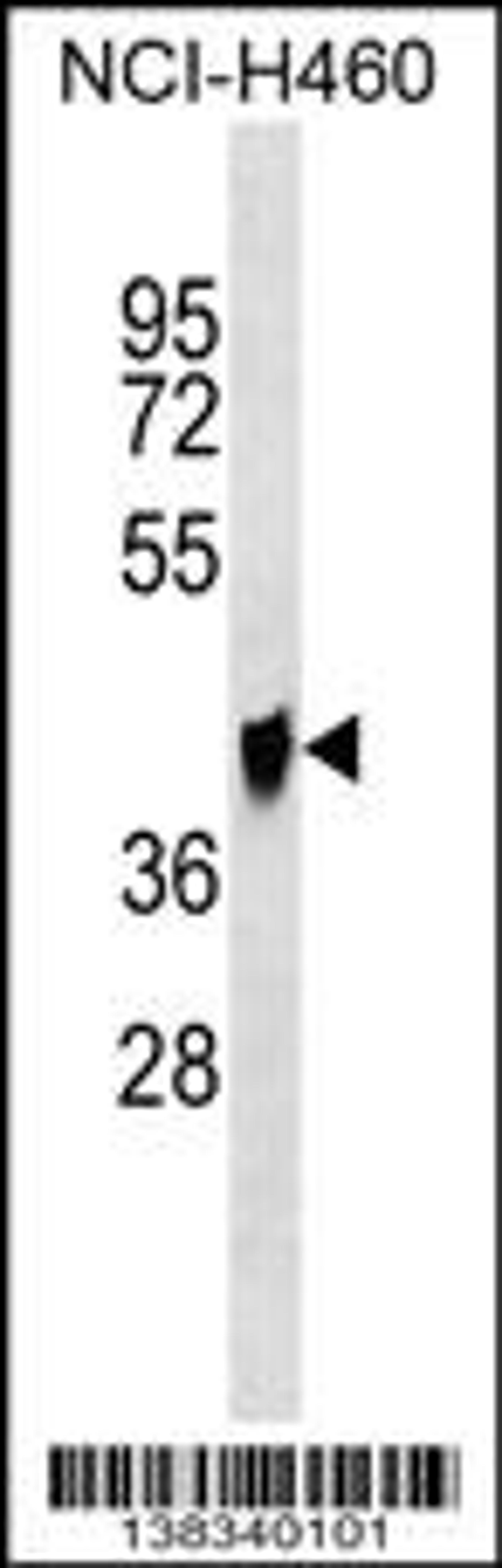 Western blot analysis in NCI-H460 cell line lysates (35ug/lane).