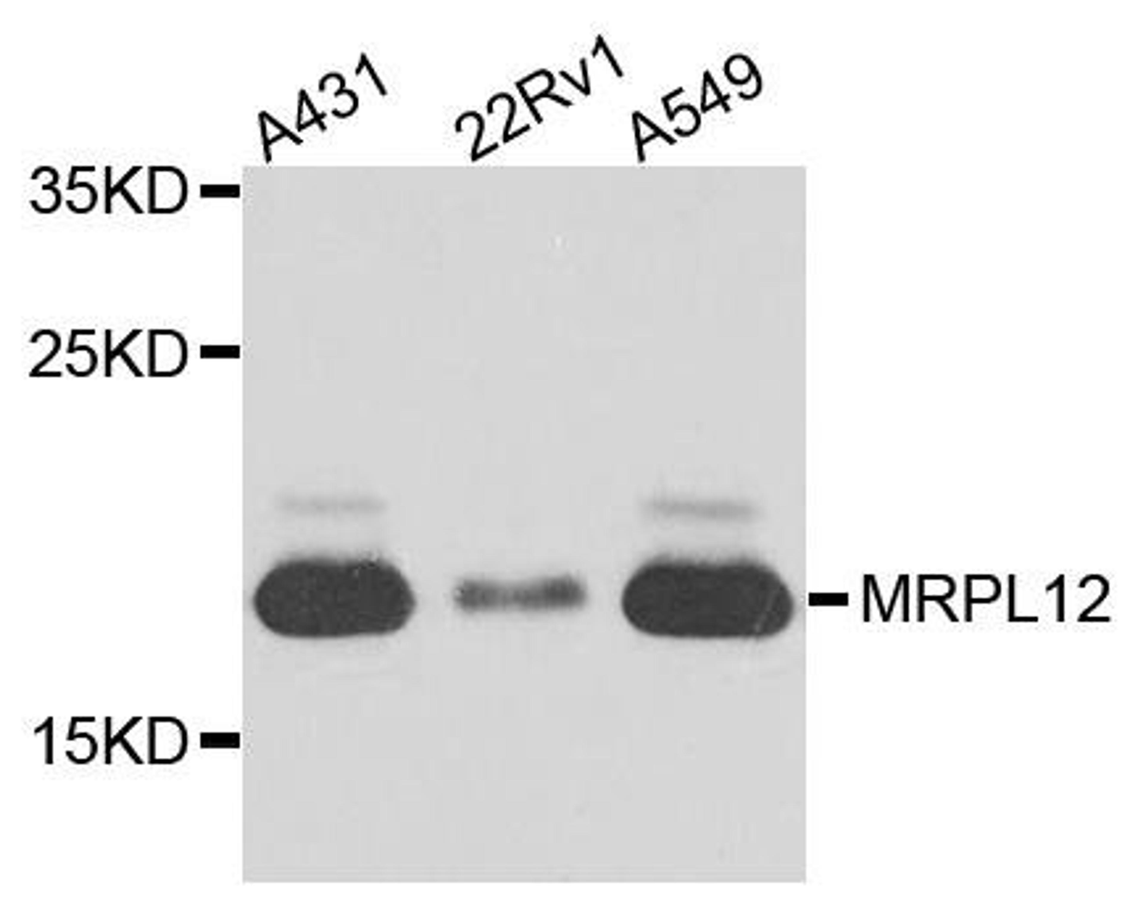 Western blot analysis of extract of various cells using MRPL12 antibody