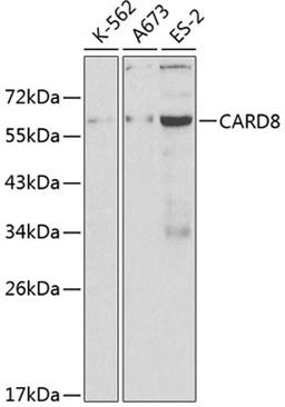 Western blot - CARD8 antibody (A0293)