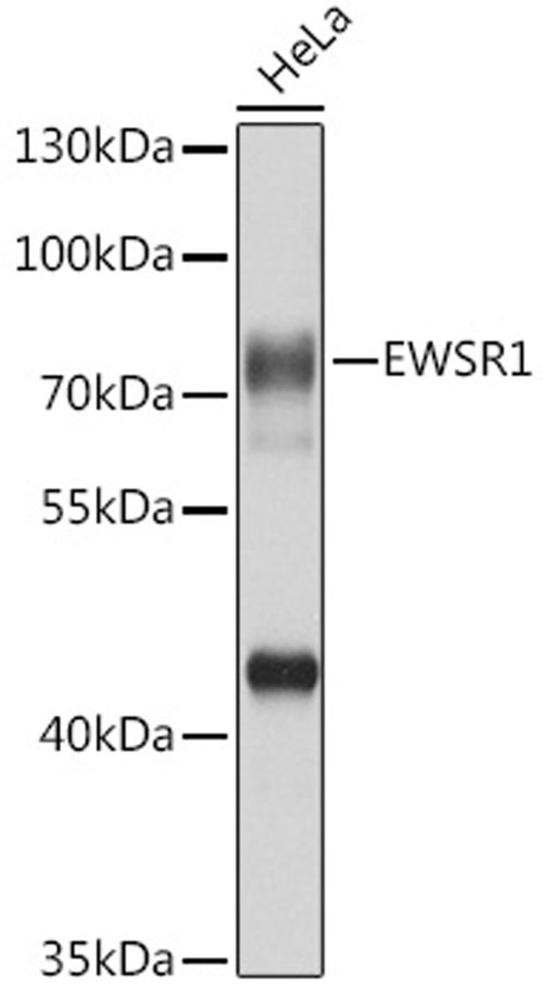 Western blot - EWSR1 antibody (A1690)