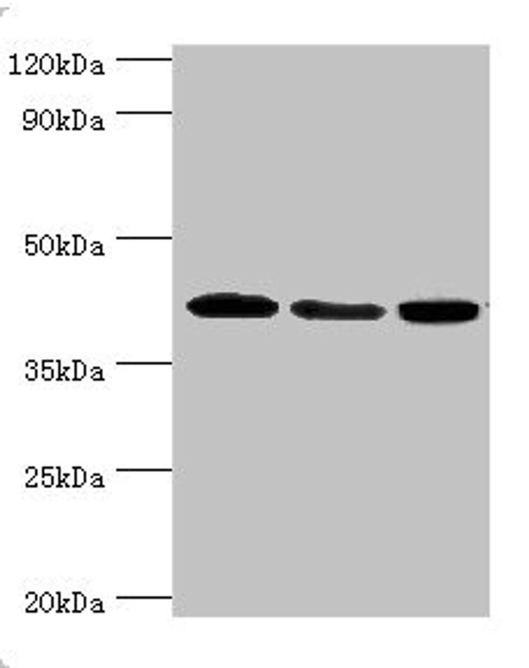 Western blot. All lanes: Mitogen-activated protein kinase 13 antibody at 3ug/ml. Lane 1: HepG2 whole cell lysate. Lane 2: Hela whole cell lysate. Lane 3: MCF-7 whole cell lysate. Secondary. Goat polyclonal to rabbit IgG at 1/10000 dilution. Predicted band size: 43, 29 kDa. Observed band size: 43 kDa.