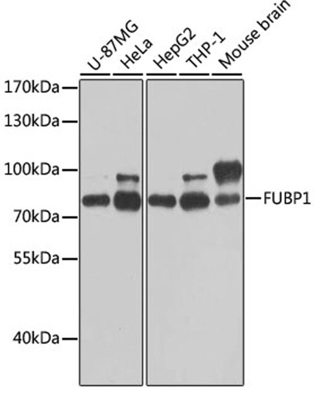 Western blot - FUBP1 antibody (A5587)