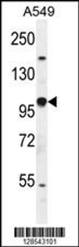 Western blot analysis in A549 cell line lysates (35ug/lane).