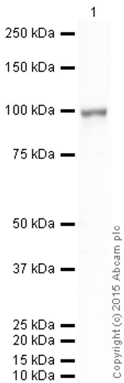 Western blot - Anti-SEL1L antibody (ab78298)