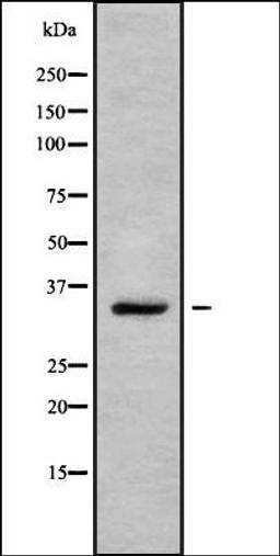 Western blot analysis of HEK293 cells using OR2L3/2L8 antibody