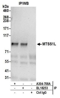 Detection of human MTSS1L by western blot of immunoprecipitates.