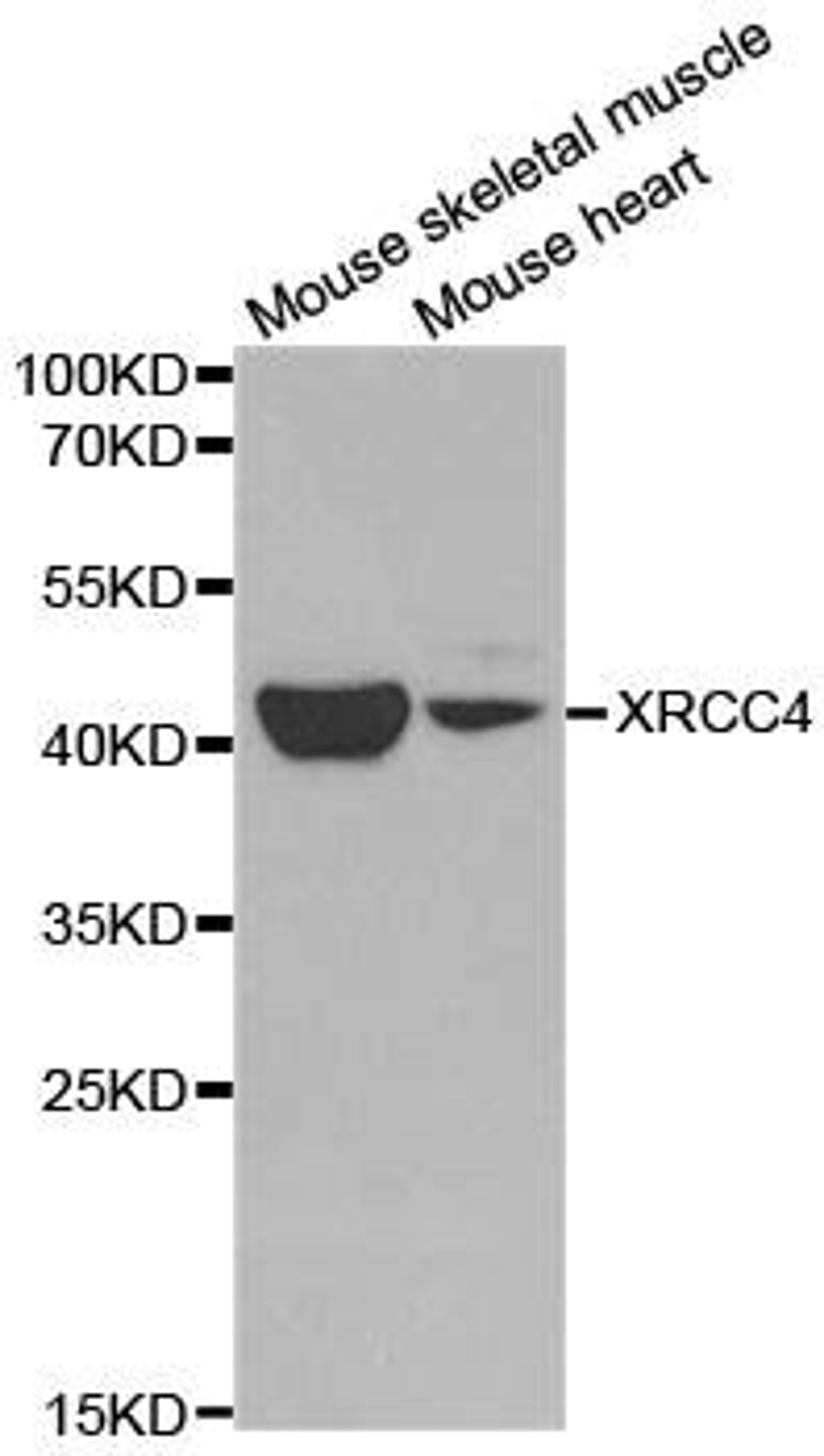 Western blot analysis of extracts of various cell lines using XRCC4 antibody