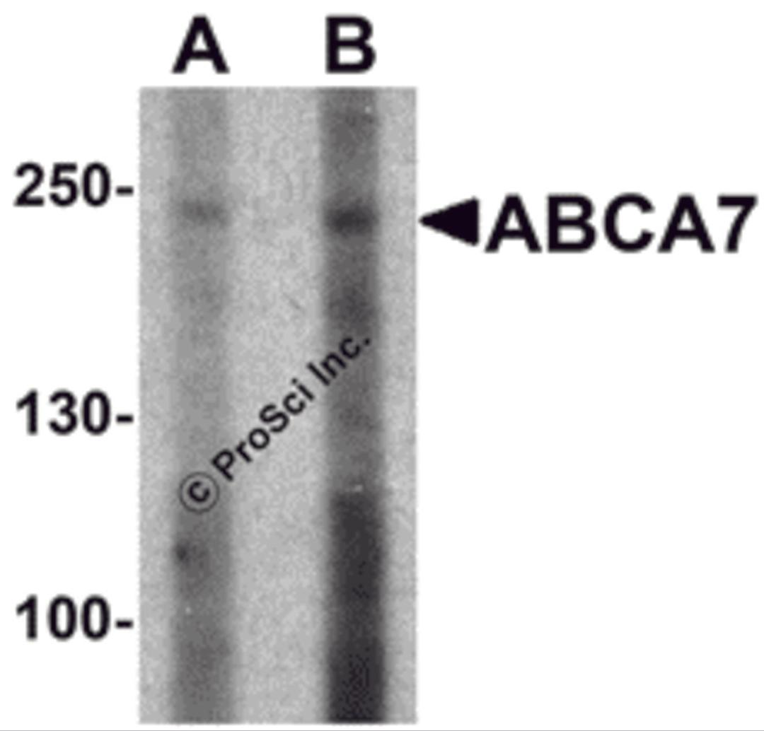 Western blot analysis of ABCA7 in 293 cell lysate with ABCA7 antibody at (A) 1 and (B) 2 μg/mL.