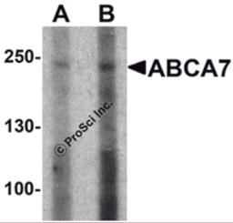 Western blot analysis of ABCA7 in 293 cell lysate with ABCA7 antibody at (A) 1 and (B) 2 μg/mL.