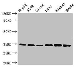 Western Blot. Positive WB detected in: HepG2 whole cell lysate, A549 whole cell lysate, Mouse liver tissue, Mouse lung tissue, Mouse kidney tissue, Mouse brain tissue. All lanes: GFRA2 antibody at 3.5ug/ml. Secondary. Goat polyclonal to rabbit IgG at 1/50000 dilution. Predicted band size: 52, 37, 40 kDa. Observed band size: 34 kDa.