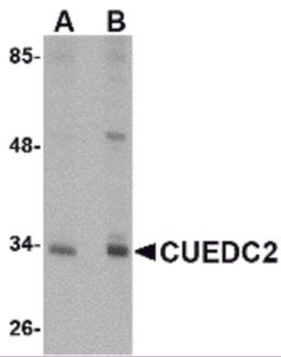 Western blot analysis of CUEDC2 in HeLa cell lysate with CUEDC2 antibody at (A) 1 and (B) 2 &#956;g/mL.