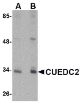 Western blot analysis of CUEDC2 in HeLa cell lysate with CUEDC2 antibody at (A) 1 and (B) 2 μg/mL.