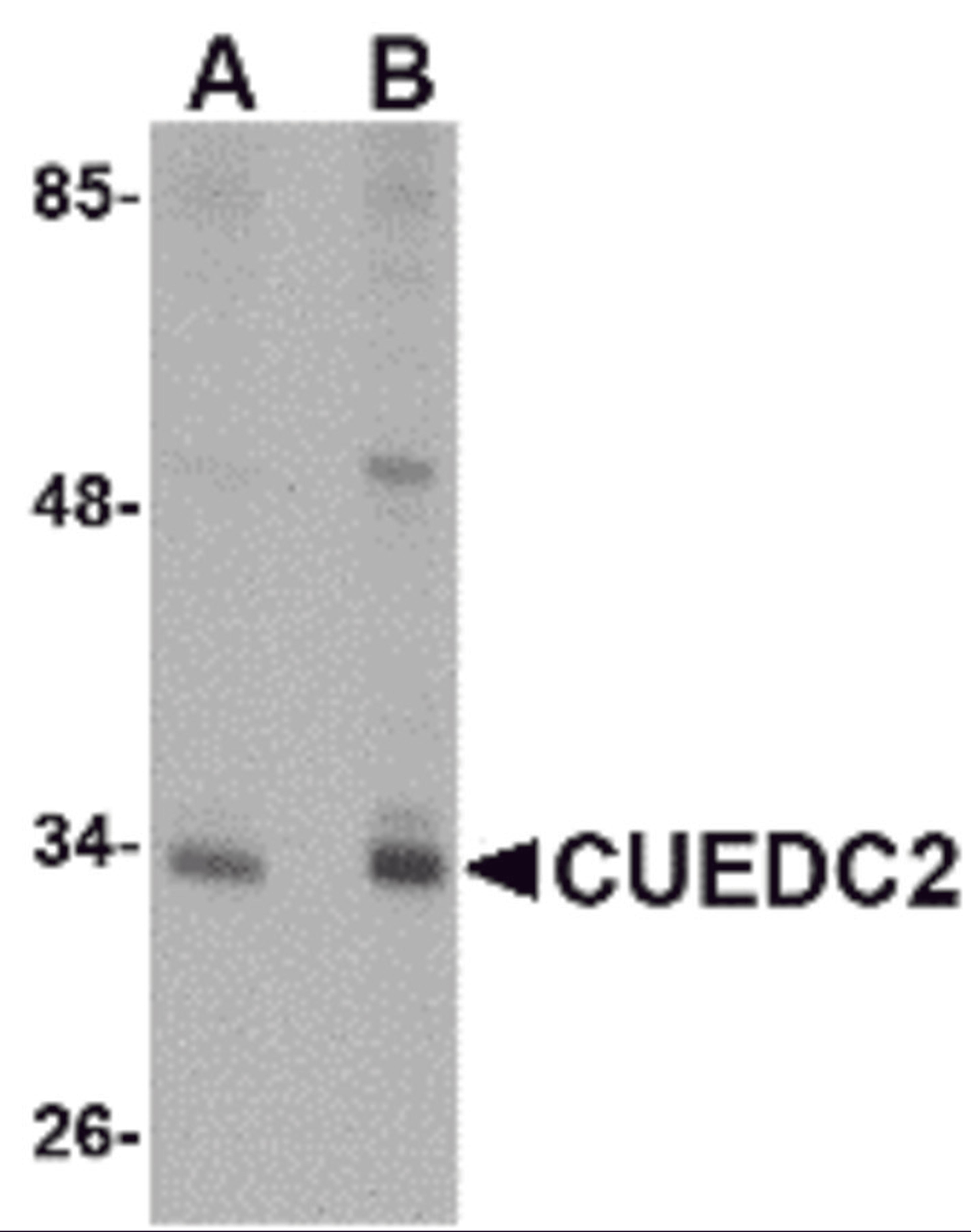 Western blot analysis of CUEDC2 in HeLa cell lysate with CUEDC2 antibody at (A) 1 and (B) 2 μg/mL.