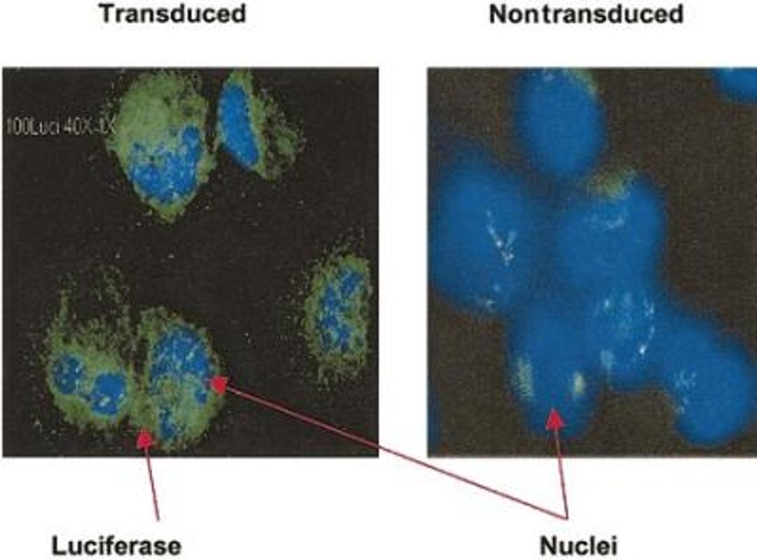 Immunohistochemistry: Luciferase Antibody (Luci 21 1-107) [NB600-307] - Detection of Luciferase expression in CD34+ cells by Immunohistochemistry. Cytospin slides prepared from transduced CD34+ cells after 3 days of culture were stained with monoclonal anti-Luciferase antibody. Luciferase-positive cells have green cytoplasm; nuclei stained with DAPI are blue. Nontransduced, cultured CD34+ cells were used as a negative control. Original magnification, x 40.  Wang, X. et al., Dynamic tracking of human hematopoietic stem cell. Blood. 102(10): 3478-3482, 2003.