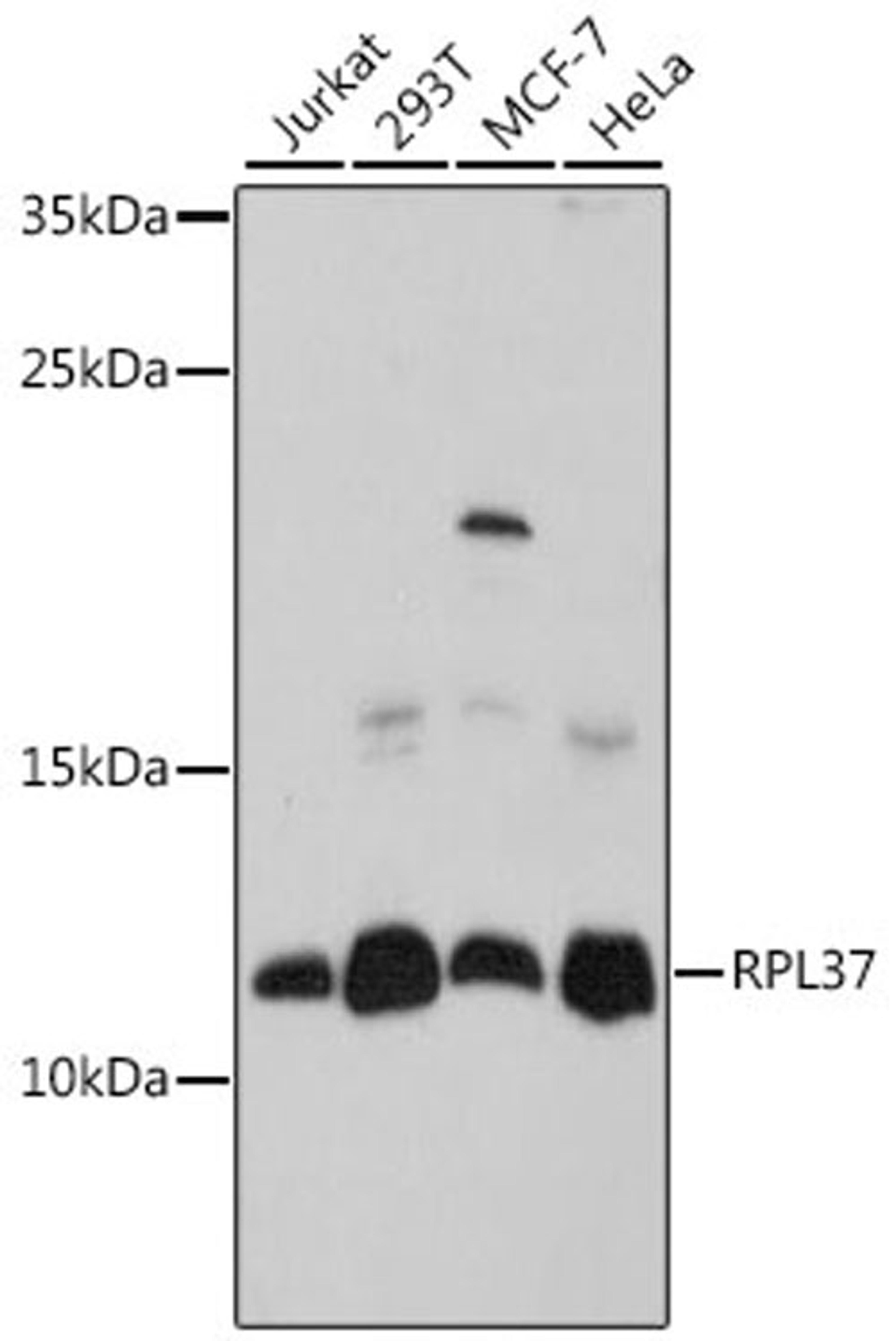 Western blot - RPL37 antibody (A16335)