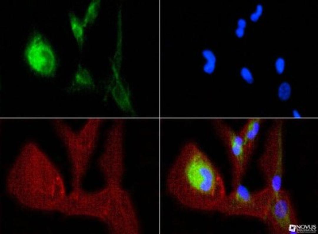 Immunocytochemistry/Immunofluorescence: OPA1 Antibody (1E8-1D9) [NBP1-71656] - OPA1 antibody was tested in ARPE-19 cells with FITC (green). Nuclei and actin were counterstained with Dapi (blue) and Phalloidin (red).