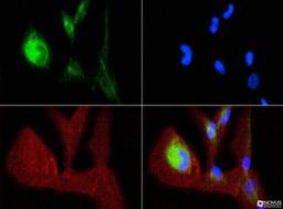 Immunocytochemistry/Immunofluorescence: OPA1 Antibody (1E8-1D9) [NBP1-71656] - OPA1 antibody was tested in ARPE-19 cells with FITC (green). Nuclei and actin were counterstained with Dapi (blue) and Phalloidin (red).