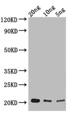 Western Blot. Positive WB detected in: recombinant protein. All lanes: NUP62 Antibody at 1:1000. Secondary. Goat polyclonal to rabbit IgG at 1/50000 dilution. Predicted band size: 18 kDa. Observed band size: 22 kDa. 