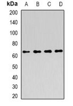 Western blot analysis of MCF7 (Lane1), HepG2 (Lane2), HT29 (Lane3), K562 (Lane4) whole cell lysates using ATIC antibody