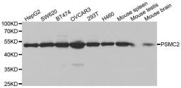 Western blot analysis of extracts of various cell lines using PSMC2 antibody