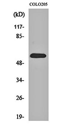 Western blot analysis of COLO205 cell lysates using GDF-9 antibody