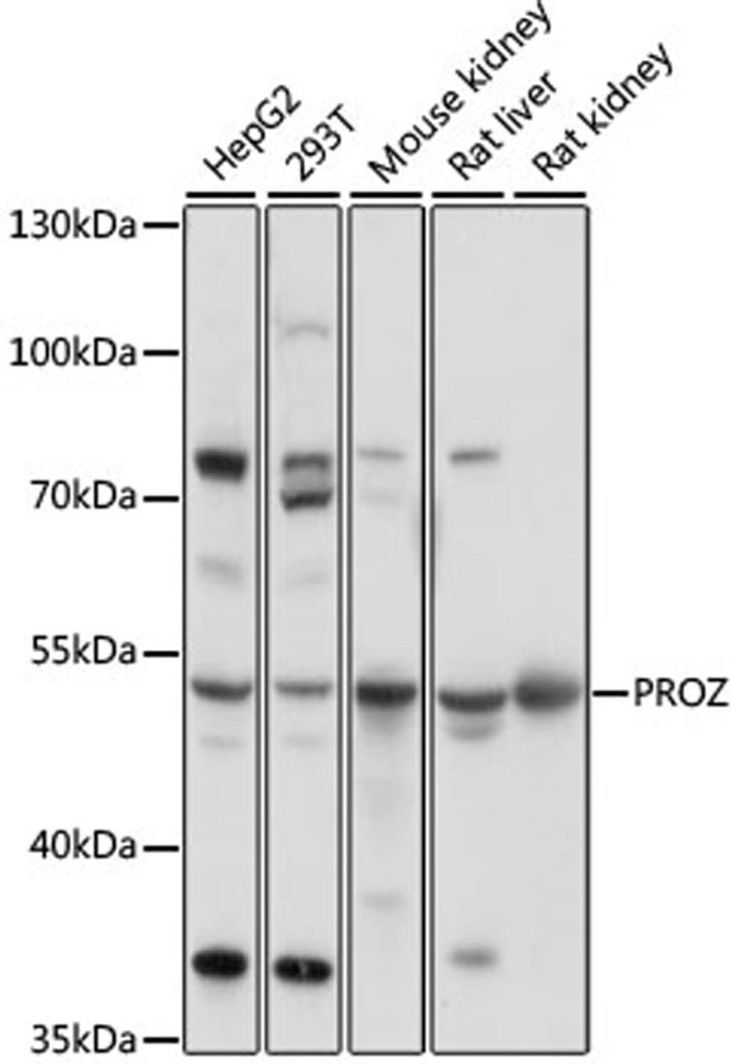 Western blot - PROZ antibody (A16082)