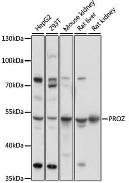 Western blot - PROZ antibody (A16082)