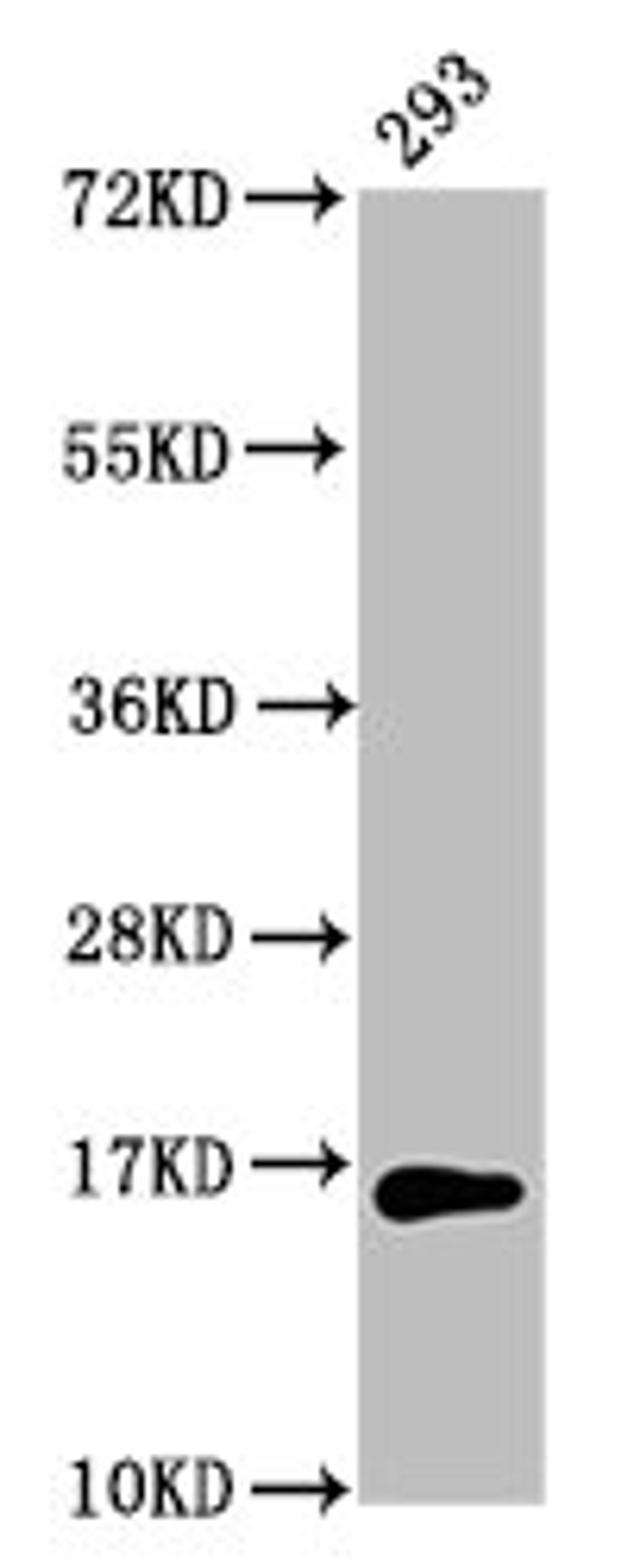 Western Blot. Positive WB detected in: 293 whole cell lysate. All lanes: HIST1H3A antibody at 4µg/ml. Secondary. Goat polyclonal to rabbit IgG at 1/50000 dilution. Predicted band size: 16 kDa. Observed band size: 16 kDa
