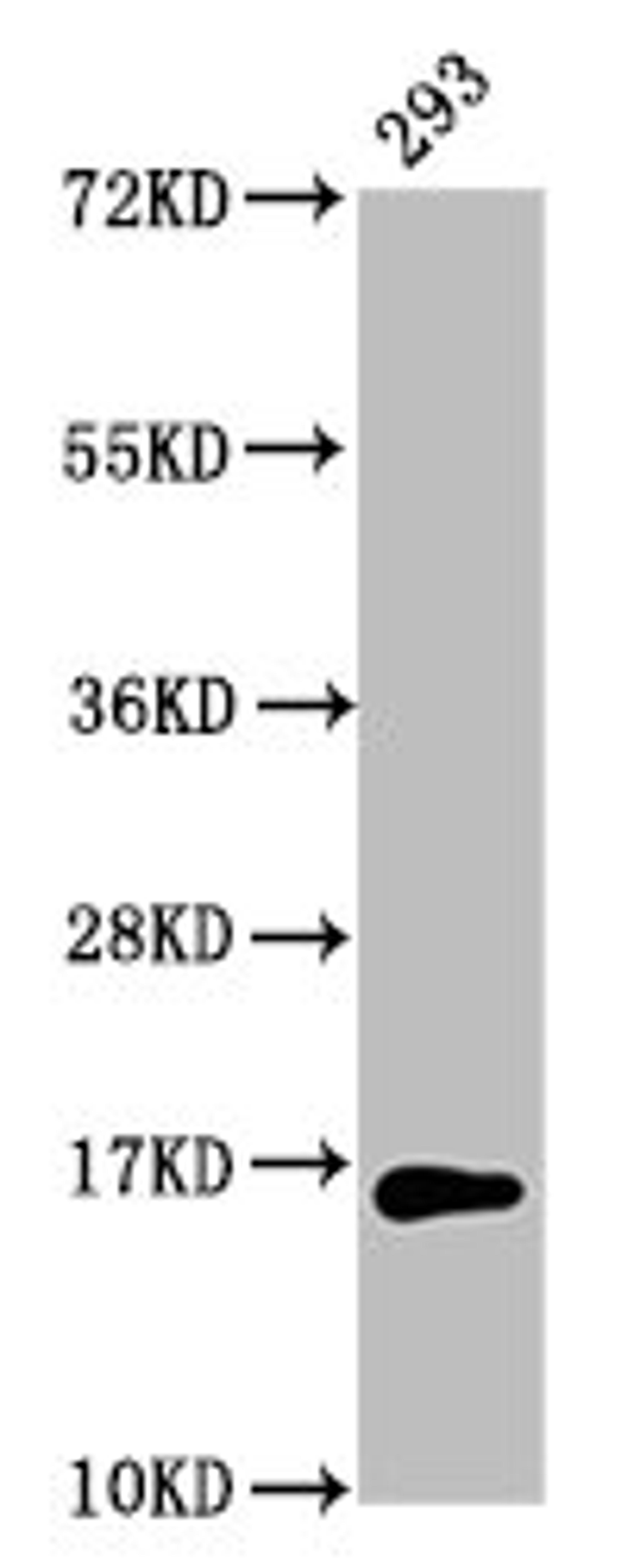 Western Blot. Positive WB detected in: 293 whole cell lysate. All lanes: HIST1H3A antibody at 4µg/ml. Secondary. Goat polyclonal to rabbit IgG at 1/50000 dilution. Predicted band size: 16 kDa. Observed band size: 16 kDa