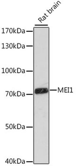 Western blot - MEI1 antibody (A16172)