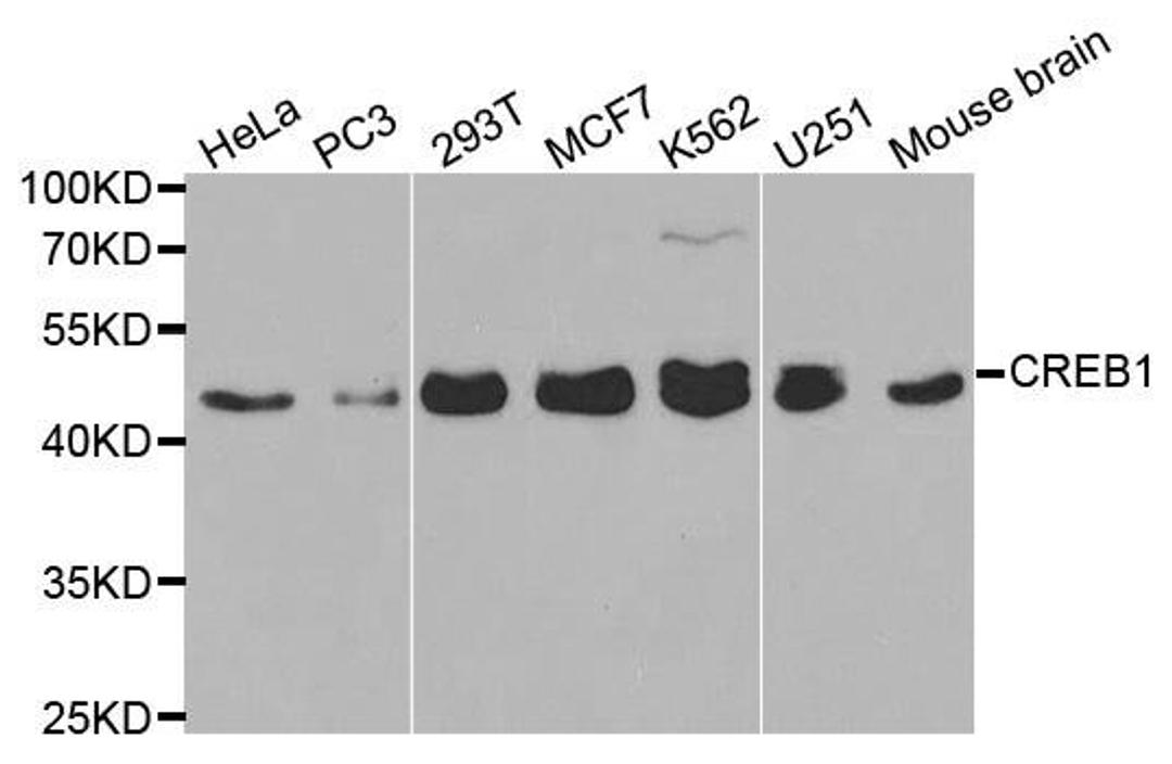 Western blot analysis of extracts of various cell lines using CREB1 antibody