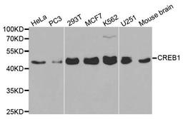 Western blot analysis of extracts of various cell lines using CREB1 antibody