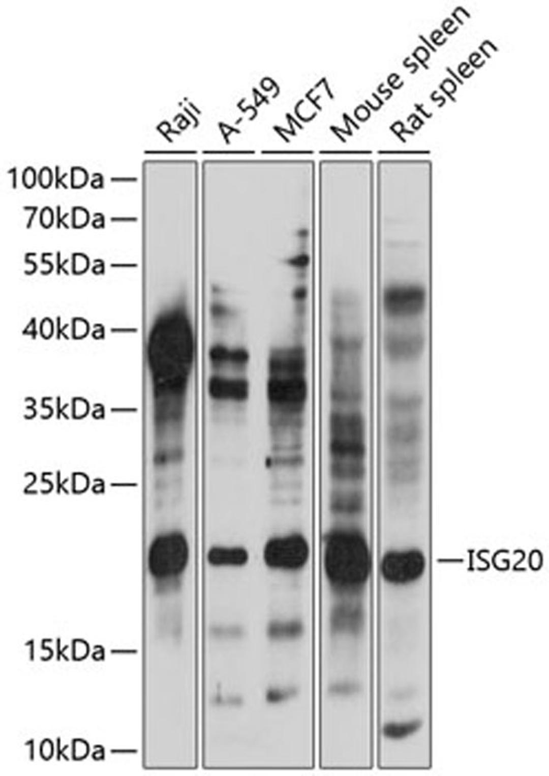 Western blot - ISG20 antibody (A14744)