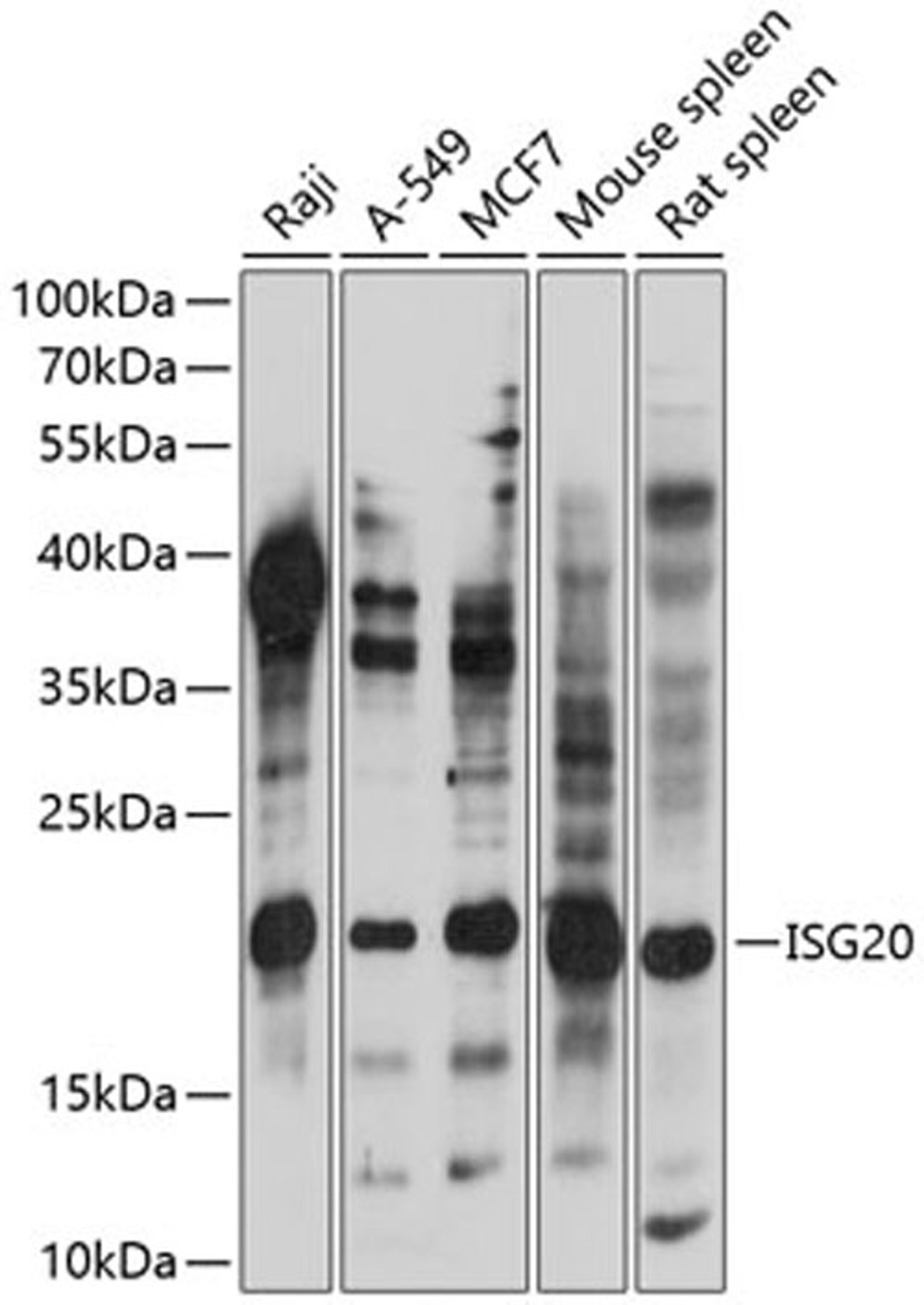 Western blot - ISG20 antibody (A14744)