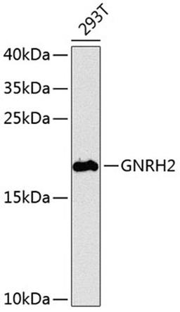 Western blot - GNRH2 antibody (A8424)