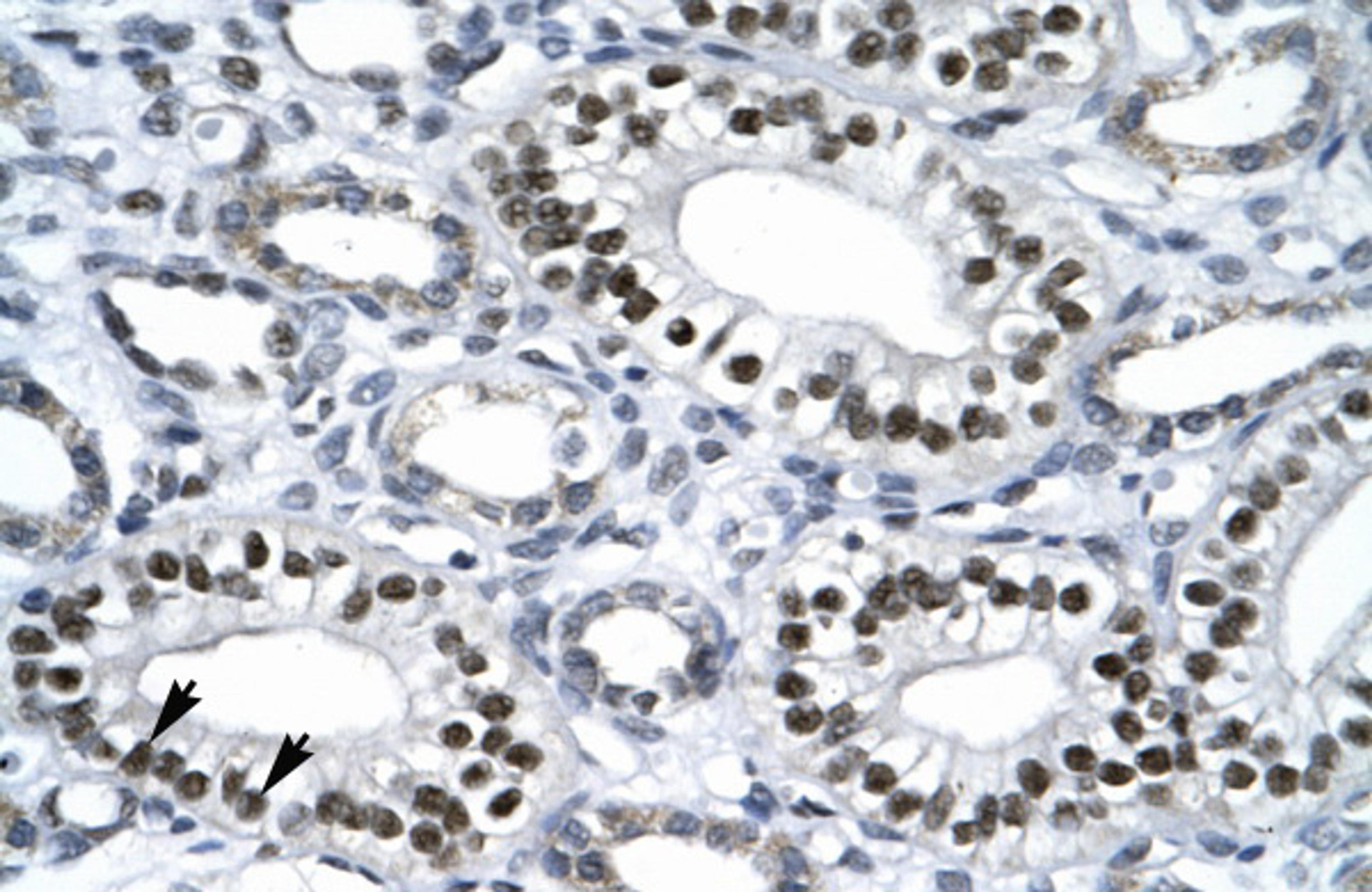 Antibody used in IHC on Human kidney.