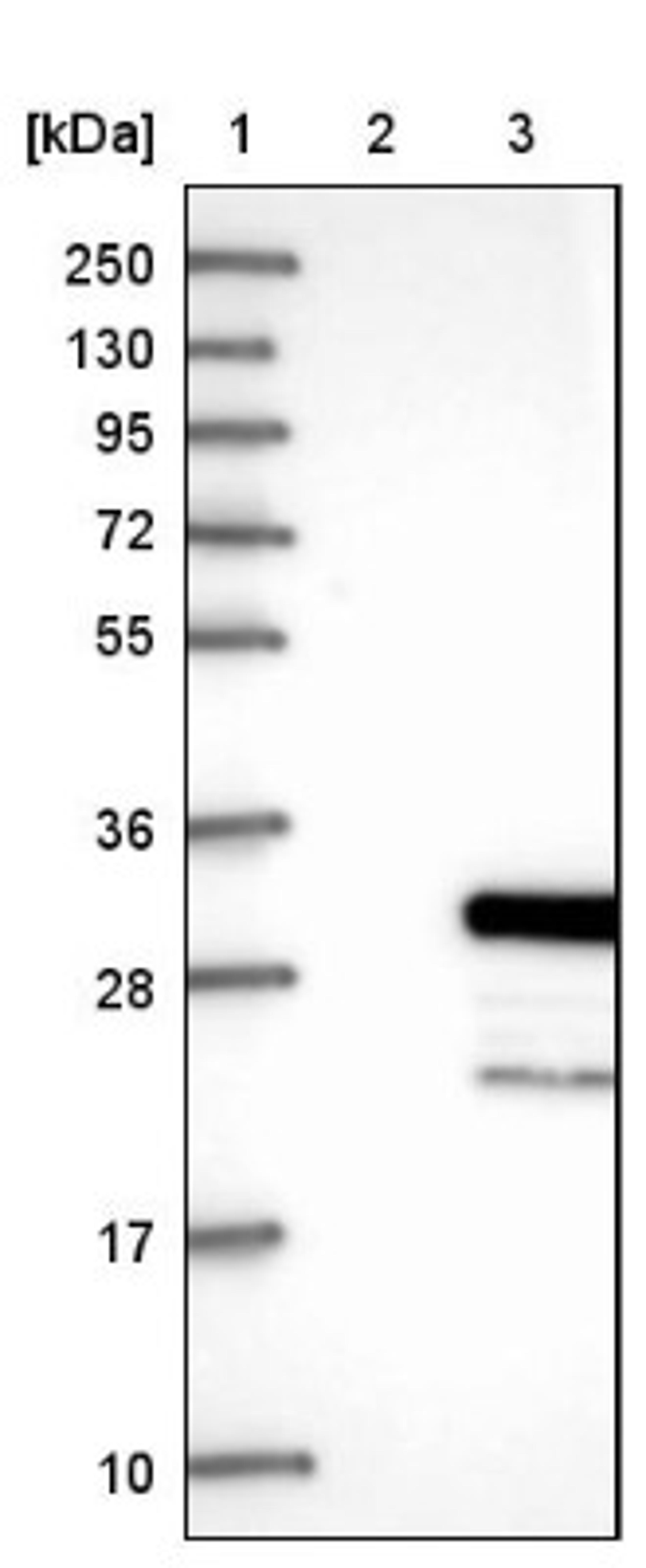 Western Blot: RERG Antibody [NBP1-82746] - Lane 1: Marker [kDa] 250, 130, 95, 72, 55, 36, 28, 17, 10<br/>Lane 2: Negative control (vector only transfected HEK293T lysate)<br/>Lane 3: Over-expression lysate (Co-expressed with a C-terminal myc-DDK tag (~3.1 kDa) in mammalian HEK293T cells, LY409869)