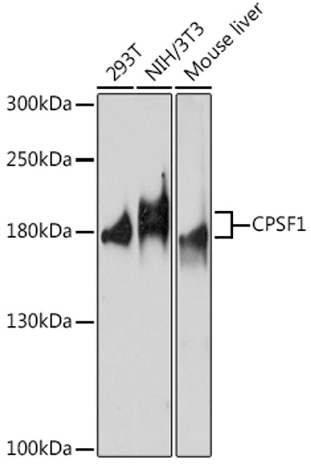 Western blot - CPSF1 antibody (A17144)