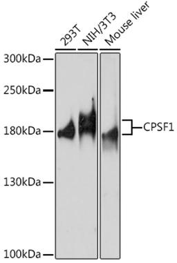 Western blot - CPSF1 antibody (A17144)