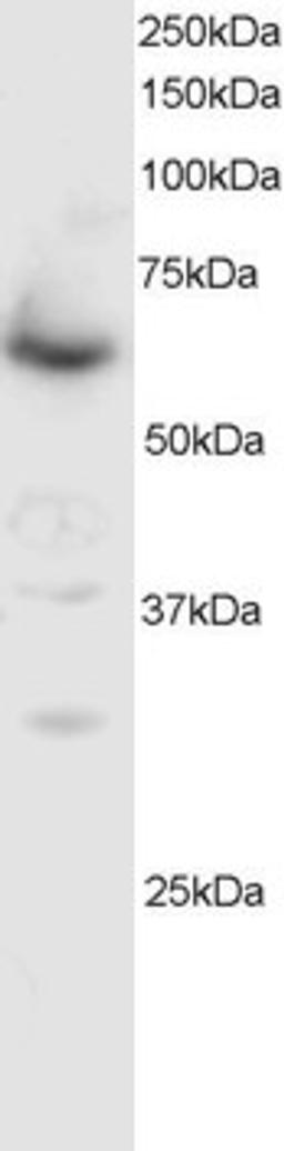 Western Blot staining (0.5μg/ml) of NIH-3T3 cell lysate (RIPA buffer, 35μg total protein per lane). Primary incubated for 1 hour. Detected by western blot using chemiluminescence.