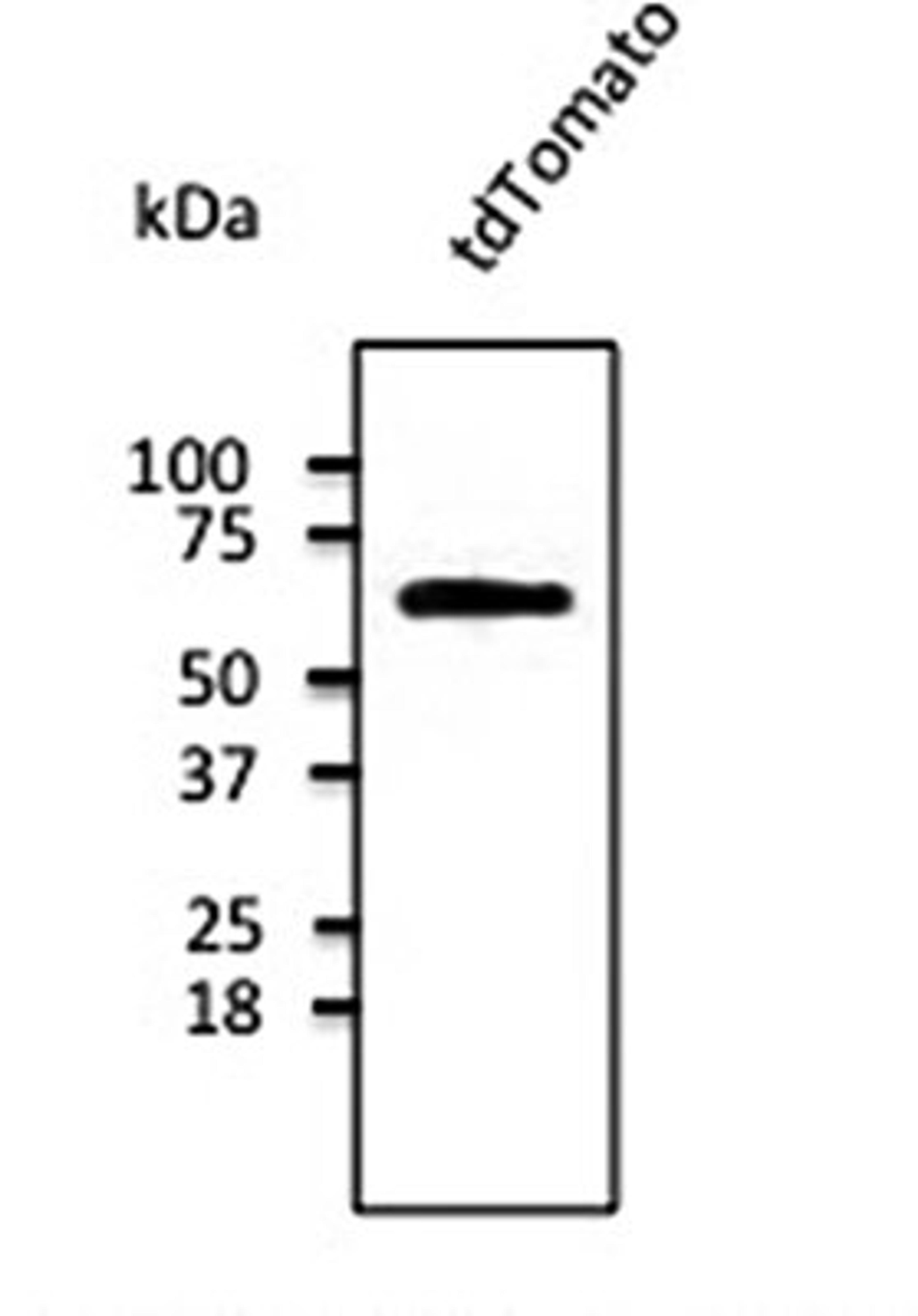 Western blot analysis of HEK293 cell line lysate using tdTomato antibody.