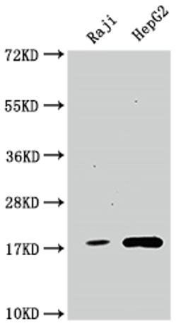 Western Blot. Positive WB detected in: Raji whole cell lysate, HepG2 whole cell lysate. All lanes: Cyclophilin A antibody at 1:1500. Secondary. Goat polyclonal to rabbit IgG at 1/50000 dilution. Predicted band size: 19, 12 kDa. Observed band size: 19 kDa.