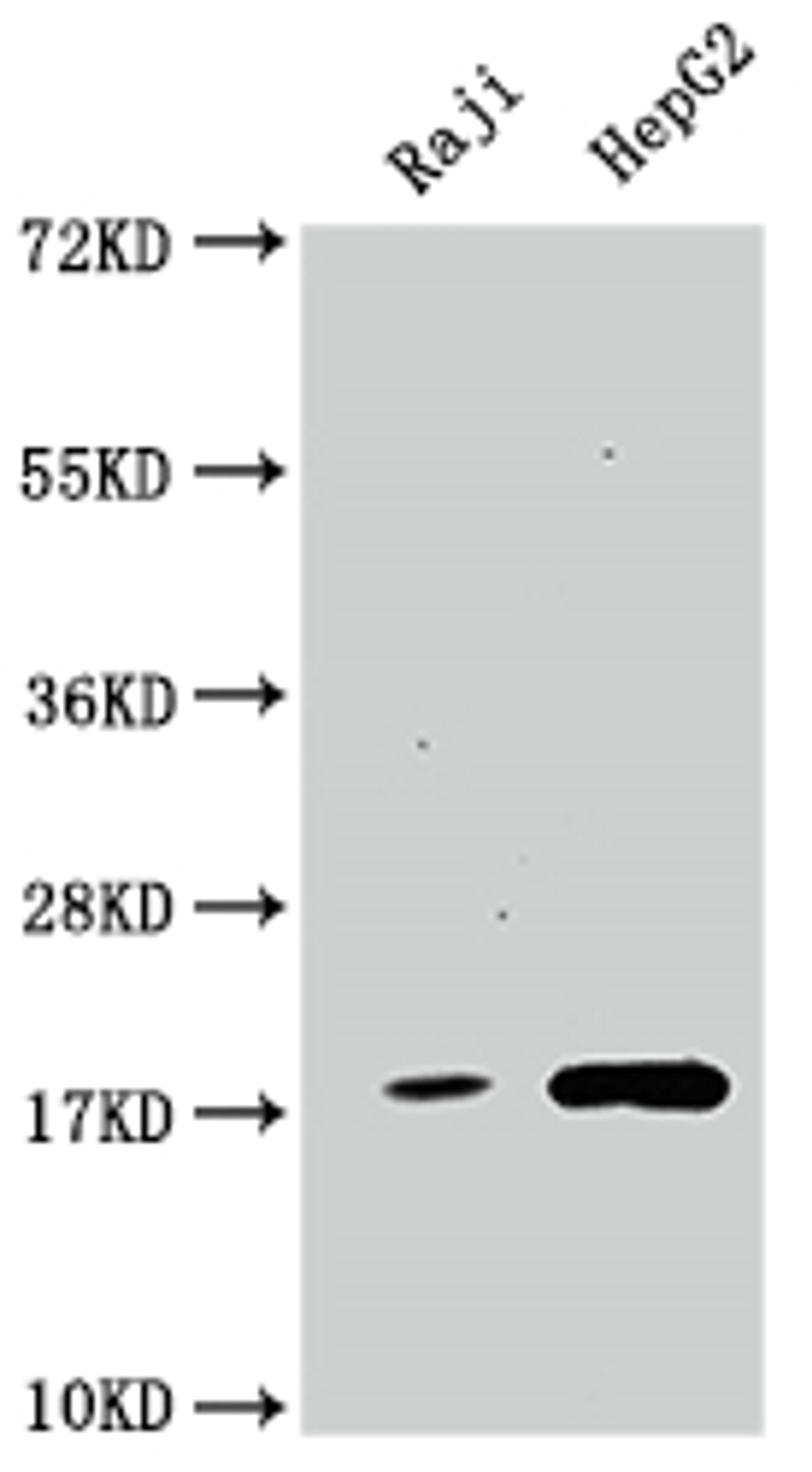 Western Blot. Positive WB detected in: Raji whole cell lysate, HepG2 whole cell lysate. All lanes: Cyclophilin A antibody at 1:1500. Secondary. Goat polyclonal to rabbit IgG at 1/50000 dilution. Predicted band size: 19, 12 kDa. Observed band size: 19 kDa.