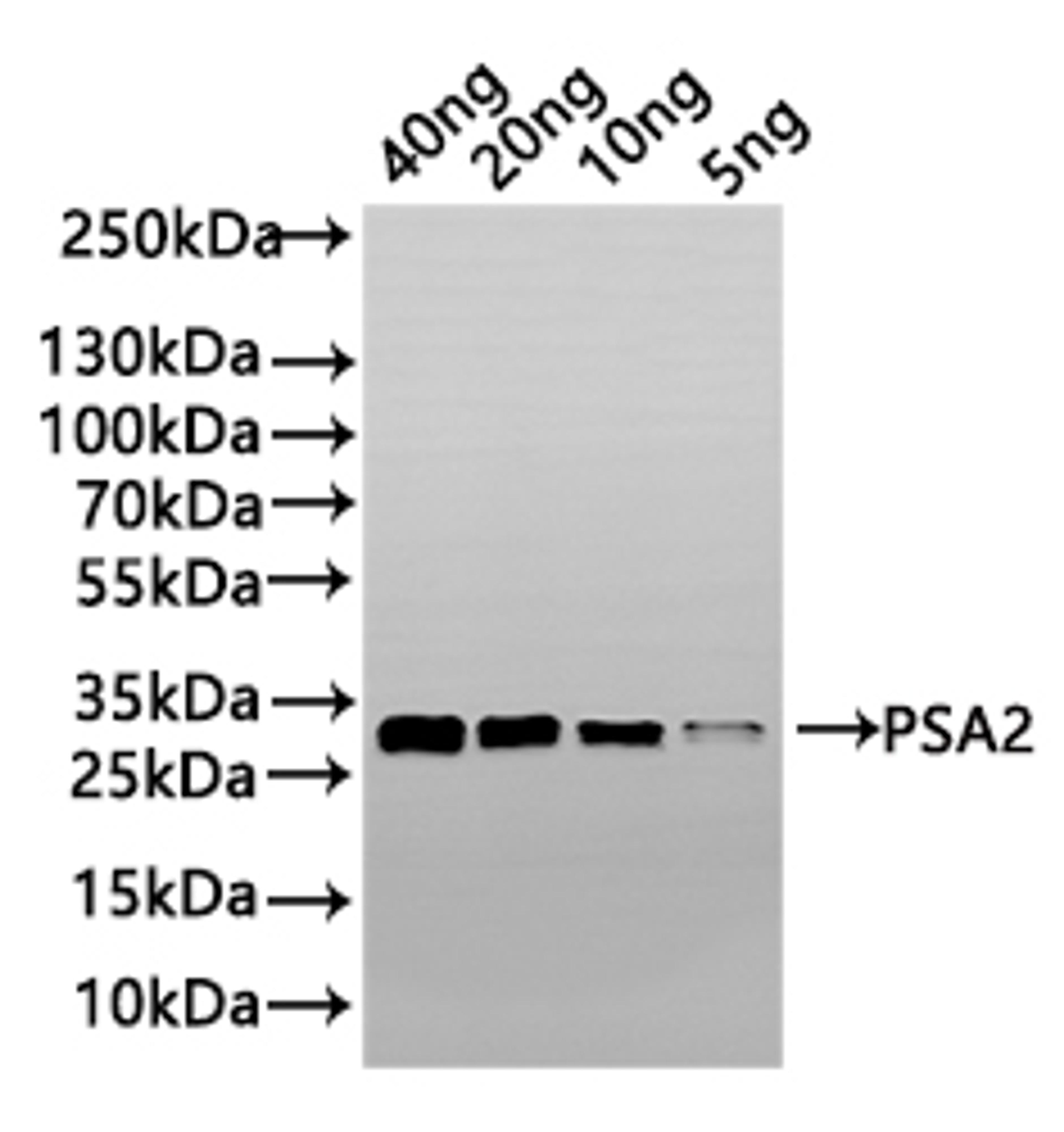 Western Blot. Positive WB detected in: recombinant protein. All lanes: PSA2 Antibody at 1:1000. Secondary. Goat polyclonal to rabbit IgG at 1/50000 dilution. Predicted band size: 24 kDa. Observed band size: 33 kDa. 