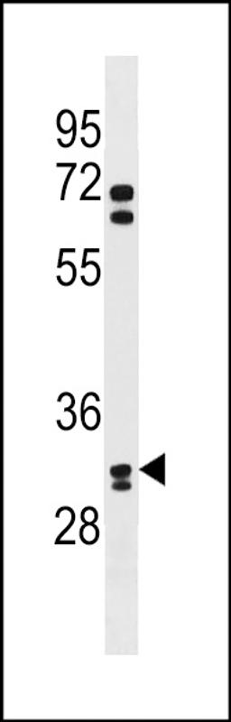 Western blot analysis in Hela cell line lysates (35ug/lane).