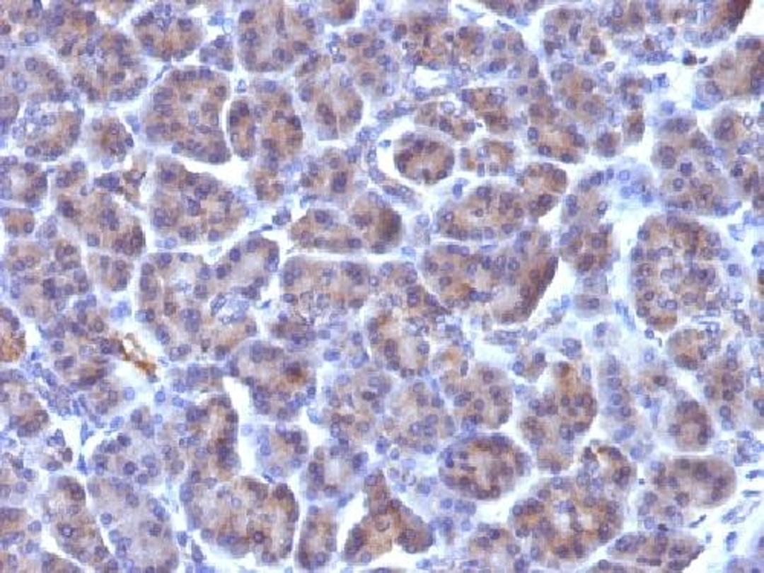 Immunohistochemical staining of human Pancreas tissue using Golgi Complex antibody