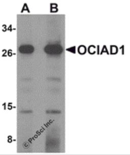 Western blot analysis of OCIAD1 in 293 cell lysate with OCIAD1 antibody at (A) 1 and (B) 2 μg/mL.