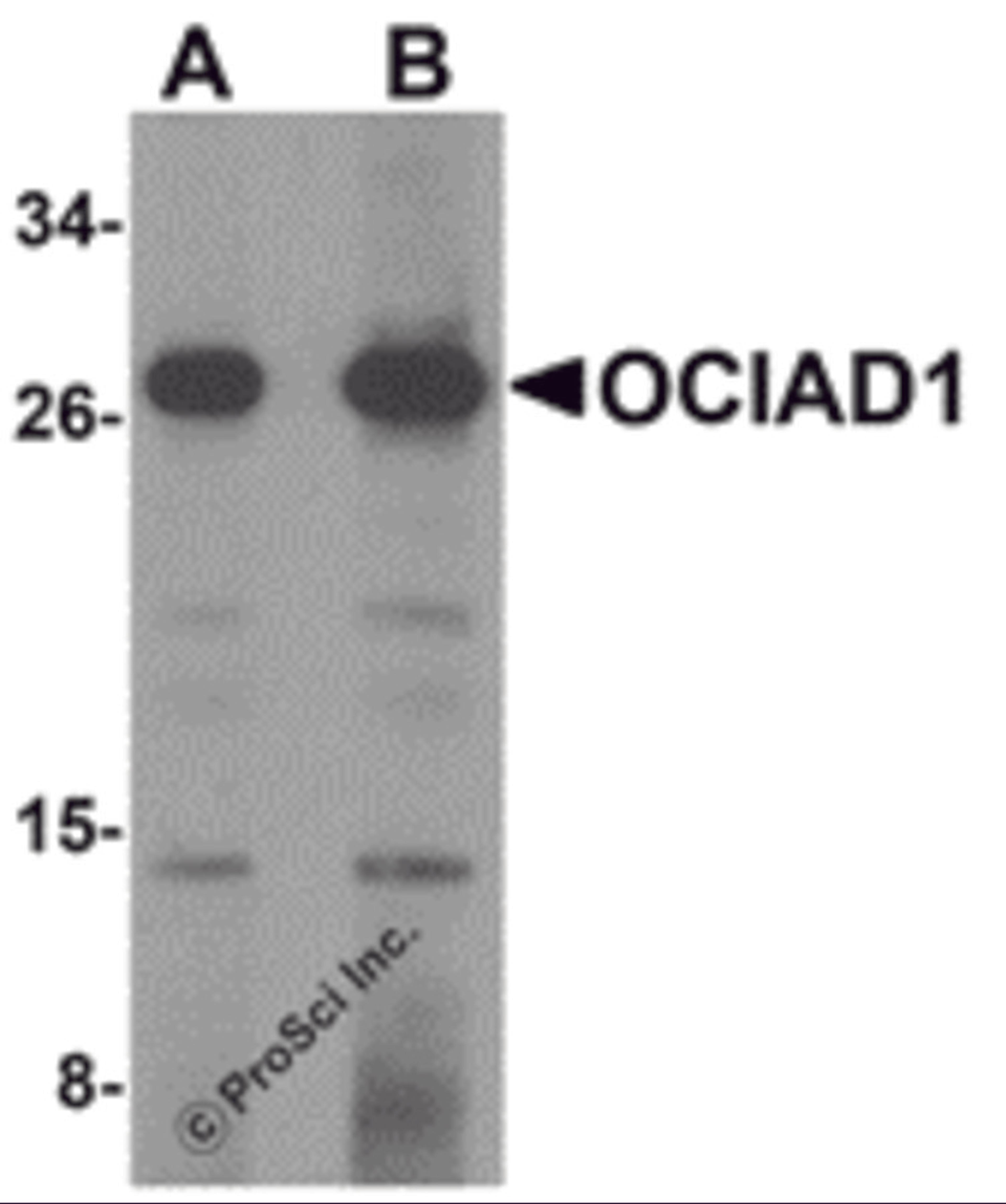 Western blot analysis of OCIAD1 in 293 cell lysate with OCIAD1 antibody at (A) 1 and (B) 2 μg/mL.